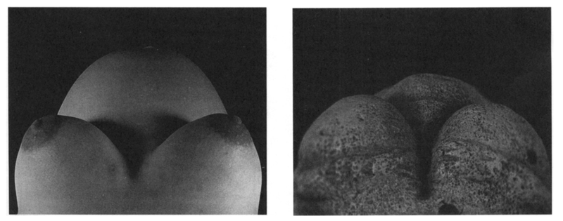 A la izquierda, el punto de vista de una mujer de 26 años embarazada de cinco meses de su propio cuerpo. A la derecha, la venus de Willendorf desde la misma perspectiva